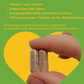Manneskraft, Kapseln, Natürlicher Männer Potenzmittel, Libido steigern, Testosteron steigern natürlich, Vitalität und Energie, Vitamin C, L-Arginin, Zink, Selen, Anregende, Koffein, Maca, Tribulus, Kürbis, Bockshornklee, Multivitamine für Männergesundheit, Supplement Hochdosiert, Gesundheit, Österreich, Inhaltsstoffe, Pflanzenextrakte